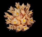 Hemitomes congestum - Gnome Plant 20-1063